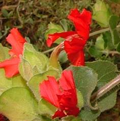 Bracts and flowers