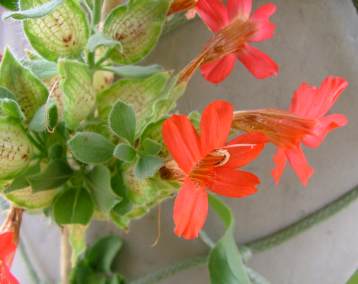 Petalidium coccineum in conseravtory at Kirstenbosch