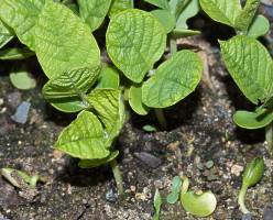 Philenoptera violacea seedlings