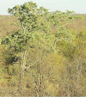 Philenoptera violacea tree