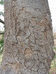 Philenoptera violacea tree trunk