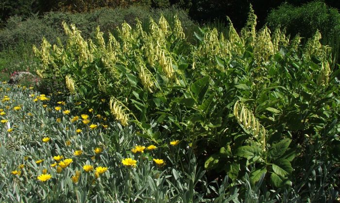 Phygelius aequalis 'Yellow Trumpets'. (Photo Alice Notten)