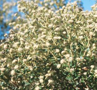 Phylica buxifolia