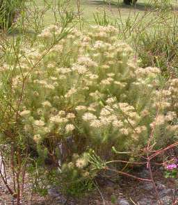 Bush in flower