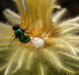 Metallic flya and crab spider visiting the flower