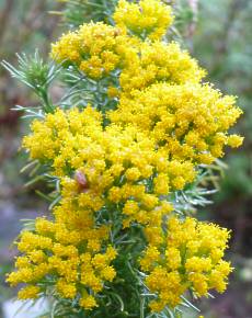 Image of P. acerosum flowers