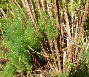 Image of P. acerosum stems