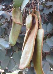 PiIiostigma thonningii pods