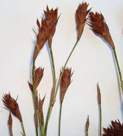 Platycaulos callistachyus female flowers