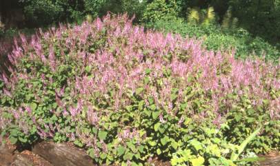 Beds of Plectranthus fruticosus 'James'