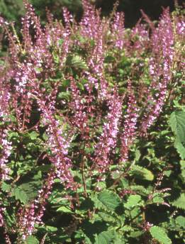 Plectranthus fruticosus'James"