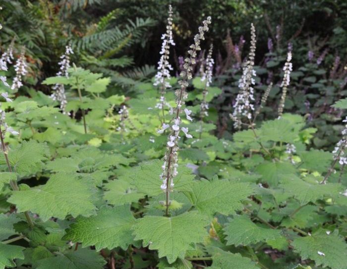 Coleus grandidentatus in flower, Kirstenbosch NBG. (Photo Alice Notten)