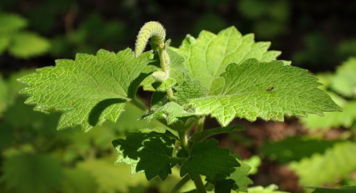 Coleus grandidentatus leaves and inflorescence bud. (Photo Alice Notten)