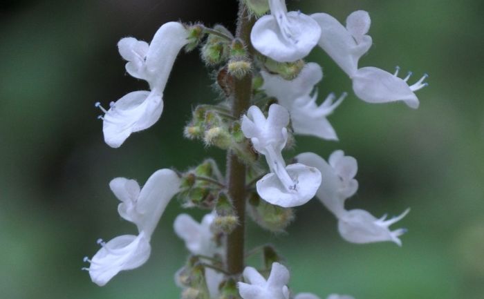 Coleus grandidentatus flowers. (Photo Alice Notten)