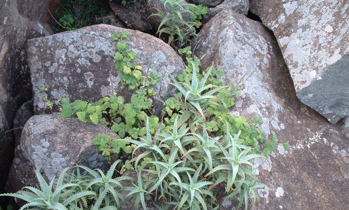 Coleus grandidentatus growing in habitat. (Photo Ernst van Jaarsveld)