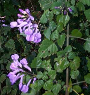 Plectranthus saccatus