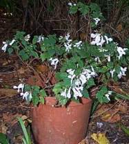 Growing in a container