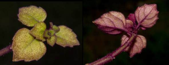 Hairs on both sides of the leaves