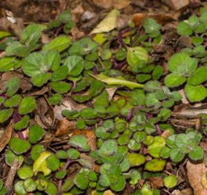 Plectranthus strigosus