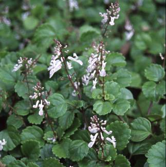 Plectranthus verticillatus groundcover