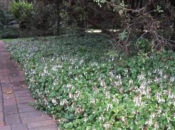 Plectranthus verticillatus ground cover