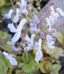 Plectranthus verticillatus flowers