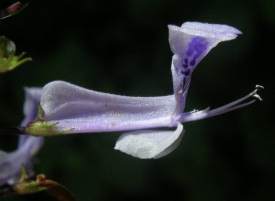 Close up of flower