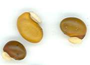 Seeds