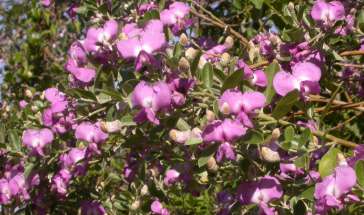 Branch in flower