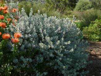 In the garden at Kirstenbosch