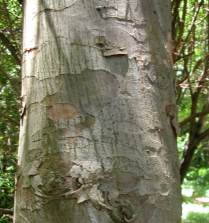 Stem and bark