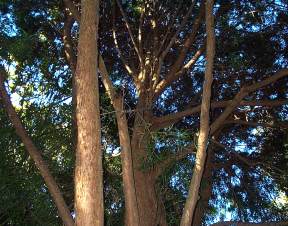 Large old tree in Kirstenbosch Dell