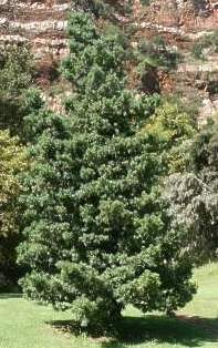 south african national tree