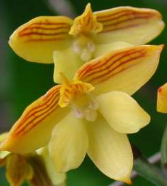 Close up of flowers