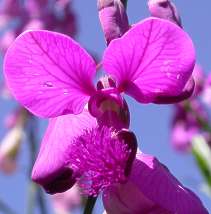 flower showing tuft