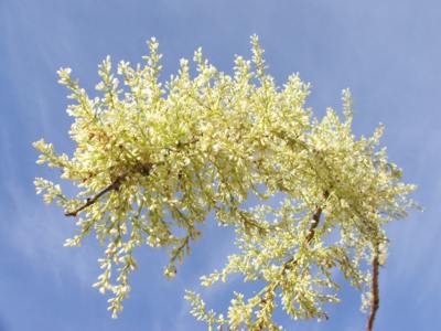 Flower stalk