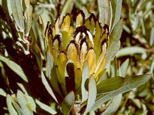 Protea burchellii