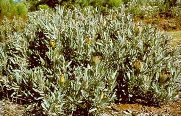 Bush in flower