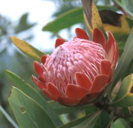 Protea caffra