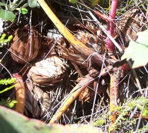 Base of stems and flowers