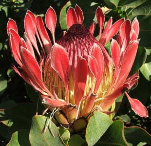 Protea eximia | PlantZAfrica