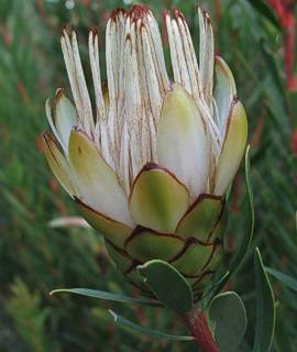 Protea lanceolata flower head