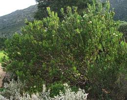 Protea lanceolata shrub