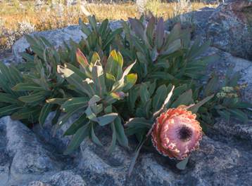 Sprawling form in habitat