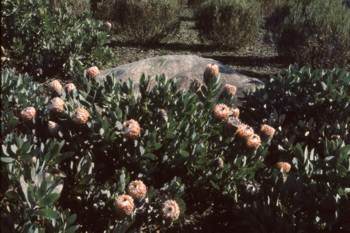 Bush in flower