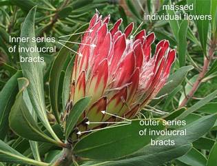 Protea obtusifolia labelled flower head