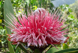 Flowerhead