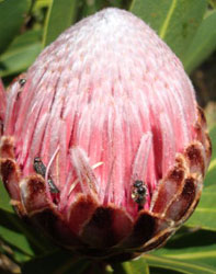 Flowerhead