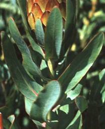 Protea susannae leaves