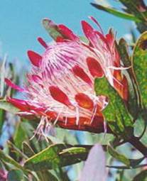 Protea susannae flower head